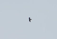 Gypaetus barbatus barbatus