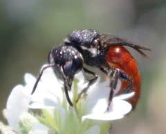 Sphecodes albilabris