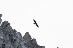 Gypaetus barbatus barbatus