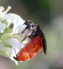Sphecodes albilabris