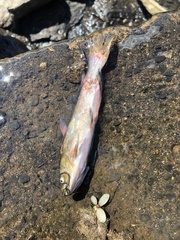 Siluriformes