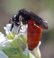 Sphecodes albilabris