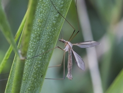 Tipula