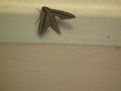 Theretra oldenlandiae