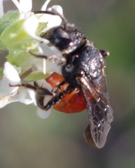 Sphecodes albilabris