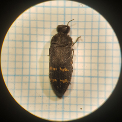 Acmaeoderella flavofasciata flavofasciata