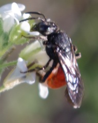 Sphecodes albilabris