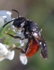 Sphecodes albilabris
