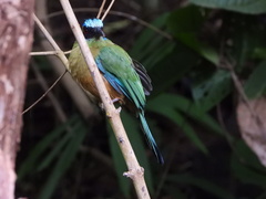 Momotus subrufescens