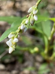 Persicaria hydropiperoides