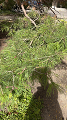 Pinus halepensis