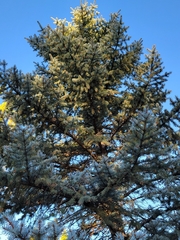 Picea pungens