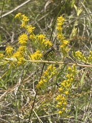 Solidago leavenworthii