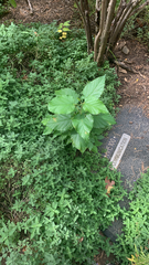 Physocarpus opulifolius