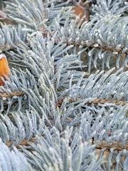 Picea pungens