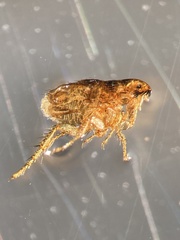 Siphonaptera