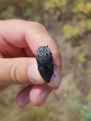 Capnodis tenebrionis