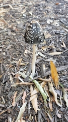 Coprinopsis picacea