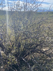 Berberis haematocarpa