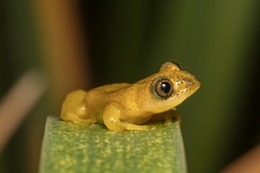 Afrixalus spinifrons spinifrons