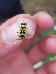 Chlorophorus varius