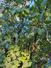 Syringa vulgaris