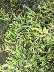 Porella platyphylla