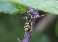Polistes gallicus