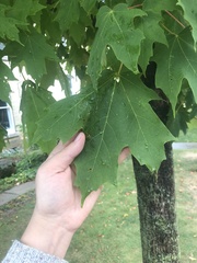 Acer saccharum