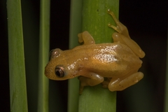 Afrixalus spinifrons spinifrons