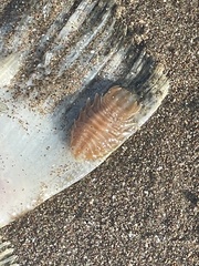 Cymothoida