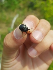 Accanthopus velikensis