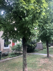 Acer saccharum