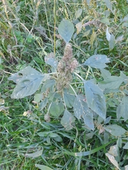 Cyclachaena xanthiifolia