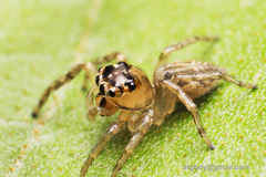Colyttus
