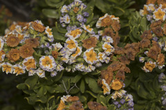 Heliotropium floridum