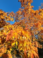 Acer ginnala