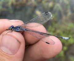 Lestes macrostigma