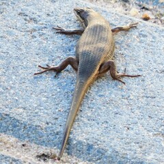 Trachylepis variegata