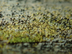 Chaenotheca ferruginea