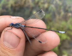 Lestes macrostigma