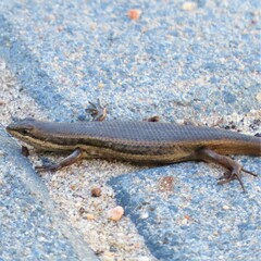 Trachylepis variegata