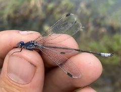 Lestes macrostigma