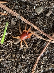 Dysdera