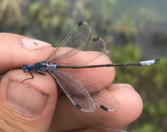 Lestes macrostigma