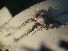 Trypoxylus dichotomus