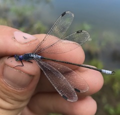 Lestes macrostigma