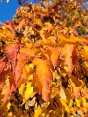 Acer ginnala