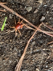 Dysdera