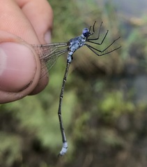 Lestes macrostigma